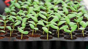 Агрокассеты – эффективное решение для выращивания рассады